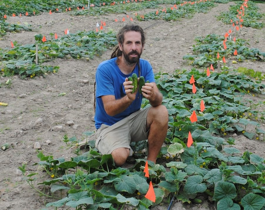 This image has an empty alt attribute; its file name is 2019-Pickling-Cucumber-Breeding-Trial-copy.jpg