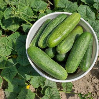 Cucumbers