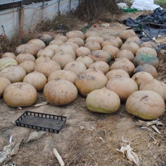 African Drum Gourd (Certified Organic)