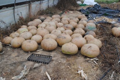African Drum Gourd (Certified Organic)