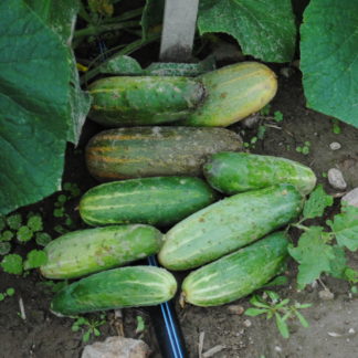 Atrar Rainy Season Cucumber (Certified Organic)