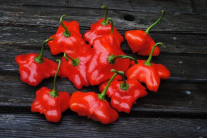 Cambuci (Brazilian Orchid) Spice Pepper (Certified Organic)