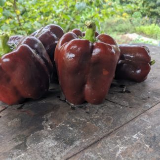 Chocolate Cake Sweet Bell Pepper (Certified Organic)