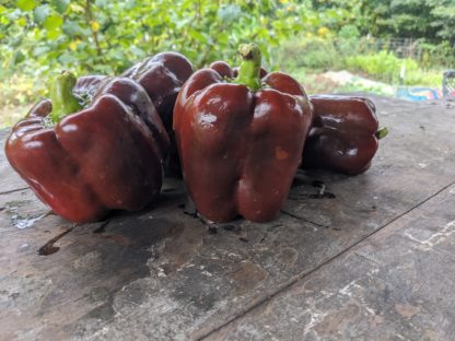 Chocolate Cake Sweet Bell Pepper (Certified Organic)