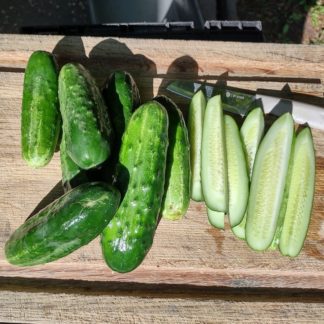 Common Wealth Pickling Cucumber (Certified Organic)