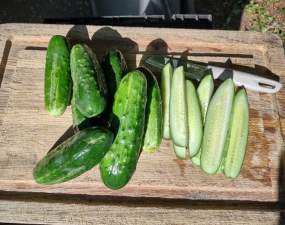 Common Wealth Pickling Cucumber (Certified Organic)