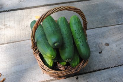 DMR 401 Slicing Cucumber (Certified Organic) - Image 2