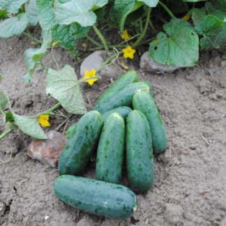 DMR 264 Slicing Cucumber (Certified Organic)