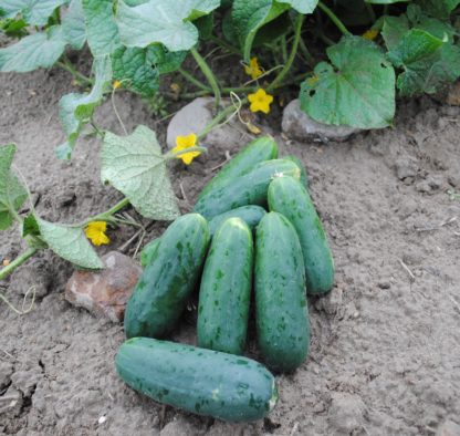 DMR 264 Slicing Cucumber (Certified Organic)