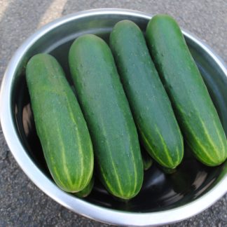 DMR 401 Slicing Cucumber (Certified Organic)