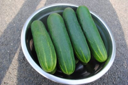 DMR 401 Slicing Cucumber (Certified Organic)