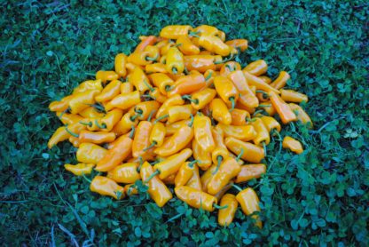 Mango Slice Hot Pepper (Datil Annuum) (Certified Organic) - Image 3