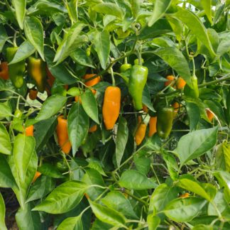 Mango Slice Hot Pepper (Datil Annuum) (Certified Organic)