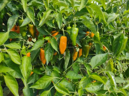 Mango Slice Hot Pepper (Datil Annuum) (Certified Organic)