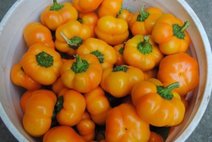 Doe Hill Sweet Pepper (Certified Organic)