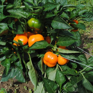Peppers