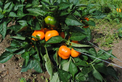Doe Hill Sweet Pepper (Certified Organic) - Image 2