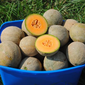 Edisto 47 Melon (Certified Organic)
