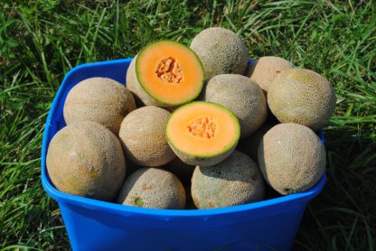 Edisto 47 Melon (Certified Organic)
