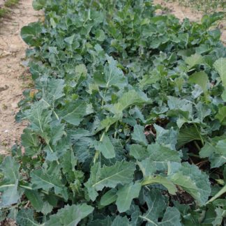 Even'Star Landrace Collards (Certified Organic)