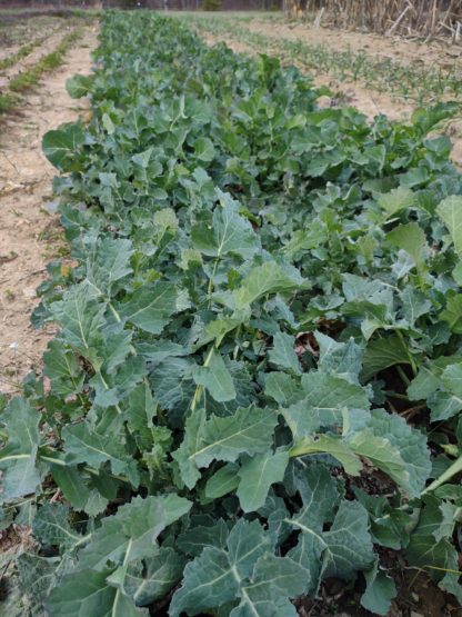 Even'Star Landrace Collards (Certified Organic)