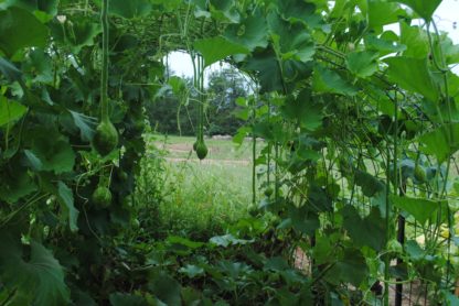 Extra Long Handled Dipper Gourd (Certified Organic) - Image 2