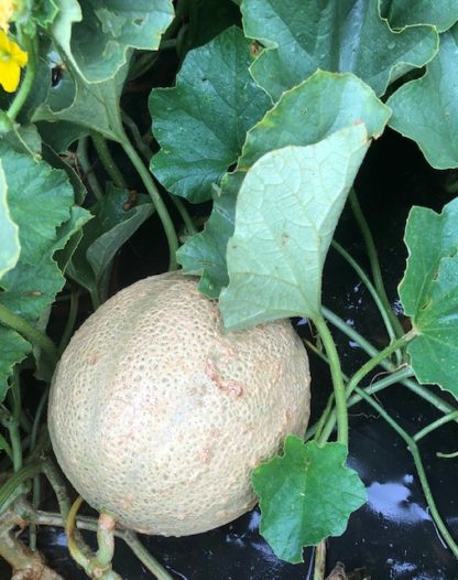 Margie's Melon (Greta Round Selection F8) (Certified Organic) - Image 2