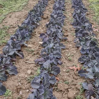 Ole Timey Blue Collards (Certified Organic)