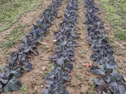 Ole Timey Blue Collards (Certified Organic)