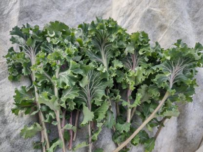 Mira Red-Stem Kale (Certified Organic) - Image 3