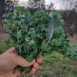 Mira Red-Stem Kale (Certified Organic)