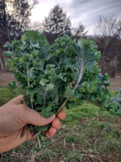 Mira Red-Stem Kale (Certified Organic)