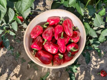 Ka'ala Sweet Pepper (Ecologically Grown) - Image 2