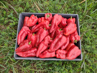 Beaverdam Hot Pepper (Certified Organic)