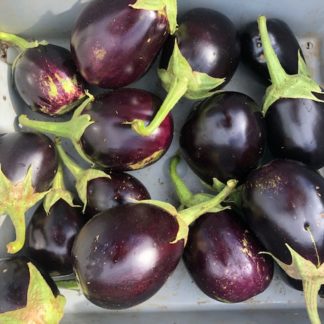 Florida Market Eggplant (Certified Organic)
