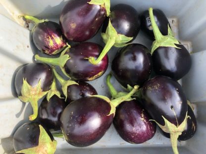 Florida Market Eggplant (Certified Organic)