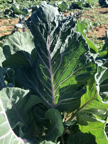 Ole Timey Blue Collards (Certified Organic) - Image 2