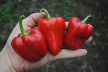 Ka'ala Sweet Pepper (Ecologically Grown)