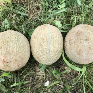 Margie's Melon (Greta Round Selection F8) (Certified Organic)
