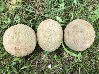 Margie's Melon (Greta Round Selection F8) (Certified Organic)