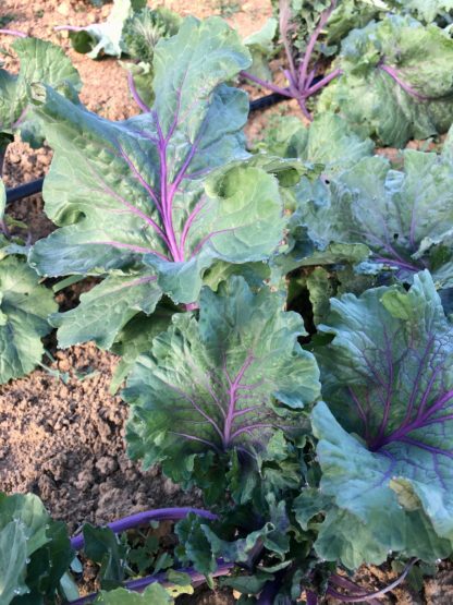 Mira Red-Stem Kale (Certified Organic) - Image 2