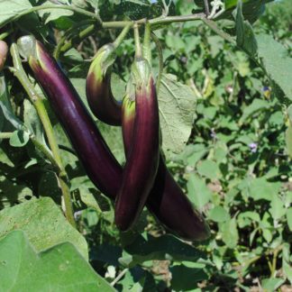 Eggplant