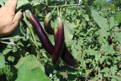 Ping Tung Long Eggplant (Certified Organic)