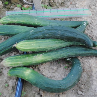 Shandong Huang Gua 1210 Cucumber (Certified Organic)