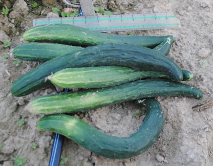 Shandong Huang Gua 1210 Cucumber (Certified Organic)