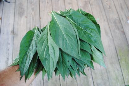 Sokoyokoto (Lagos Spinach) (Certified Organic)