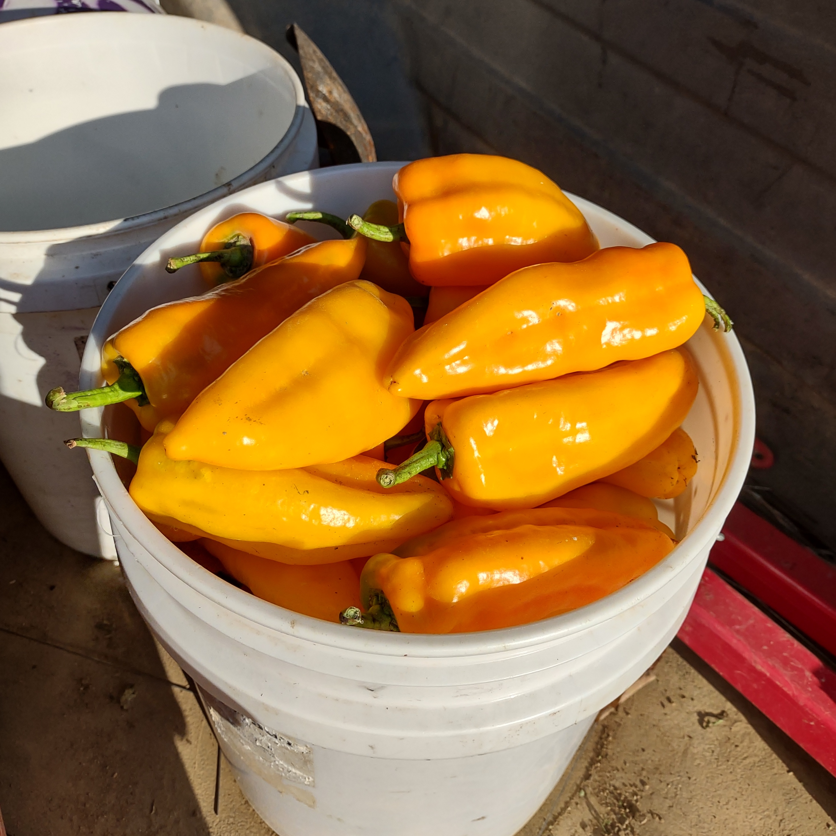 Solar Flare Sweet Pepper (Certified Organic)
