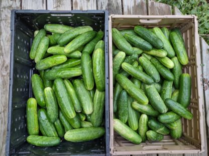 South Wind Slicing Cucumber (Certified Organic) - Image 4