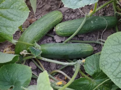 South Wind Slicing Cucumber (Certified Organic) - Image 3