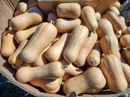South Anna Butternut (Certified Organic) - Image 4